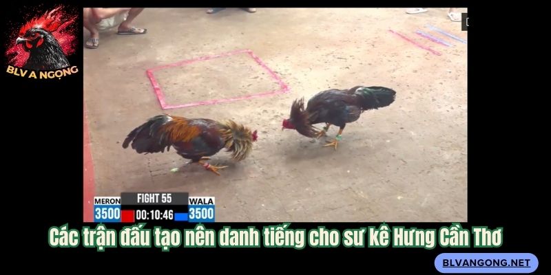 Các trận đấu tạo nên danh tiếng cho sư kê Hưng Cần Thơ