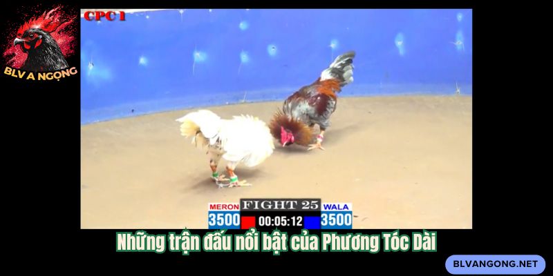 Những trận đấu nổi bật của Phương Tóc Dài