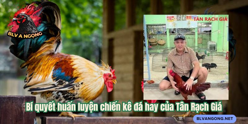 Bí quyết huấn luyện chiến kê đá hay của Tân Rạch Giá