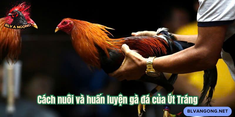 Cách nuôi và huấn luyện gà đá của Út Tráng