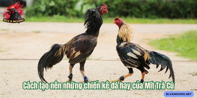 Cách tạo nên những chiến kê đá hay của Mít Trà Cú
