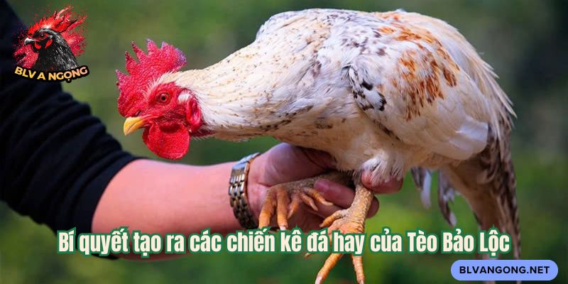 Bí quyết tạo ra các chiến kê đá hay của Tèo Bảo Lộc