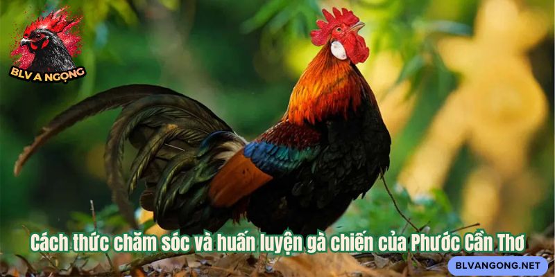 Cách thức chăm sóc và huấn luyện gà chiến của Phước Cần Thơ