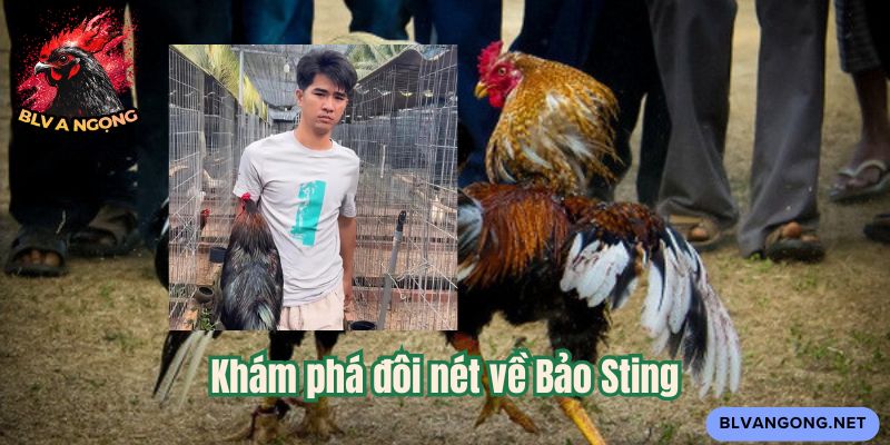 Khám phá đôi nét về Bảo Sting