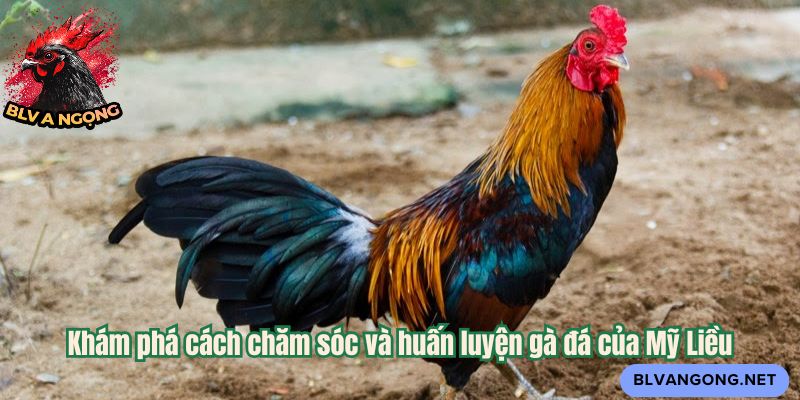 Khám phá cách chăm sóc và huấn luyện gà đá của Mỹ Liều
