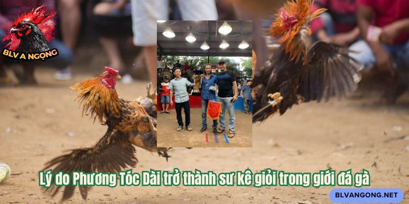 Lý do Phương Tóc Dài trở thành sư kê giỏi trong giới đá gà