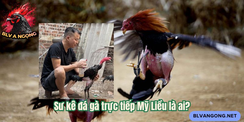 Sư kê đá gà trực tiếp Mỹ Liều là ai?