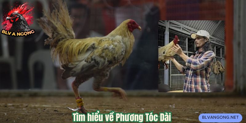 Tìm hiểu về Phương Tóc Dài