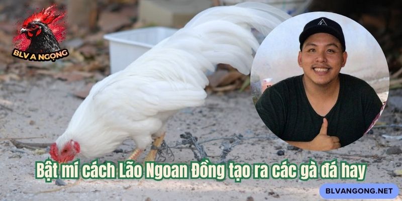 Bật mí cách Lão Ngoan Đồng tạo ra các gà đá hay