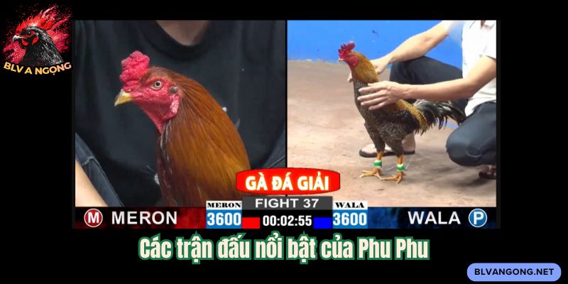 Các trận đấu nổi bật của Phu Phu