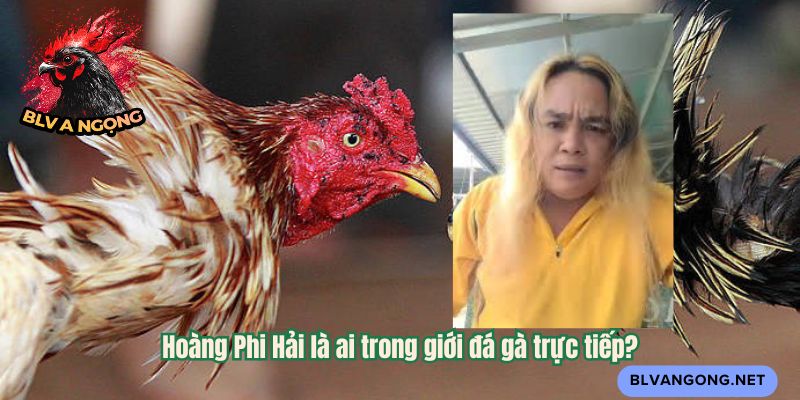 Hoàng Phi Hải là ai trong giới đá gà trực tiếp?