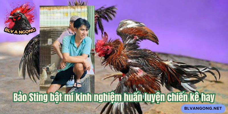 Bảo Sting bật mí kinh nghiệm huấn luyện chiến kê hay