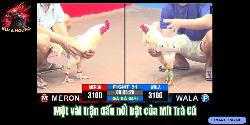 Một vài trận đấu nổi bật của Mít Trà Cú