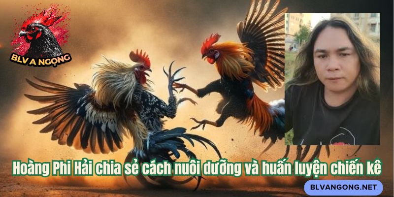 Hoàng Phi Hải chia sẻ cách nuôi dưỡng và huấn luyện chiến kê