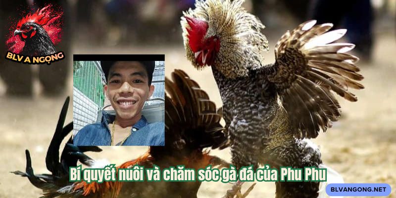 Bí quyết nuôi và chăm sóc gà đá của Phu Phu