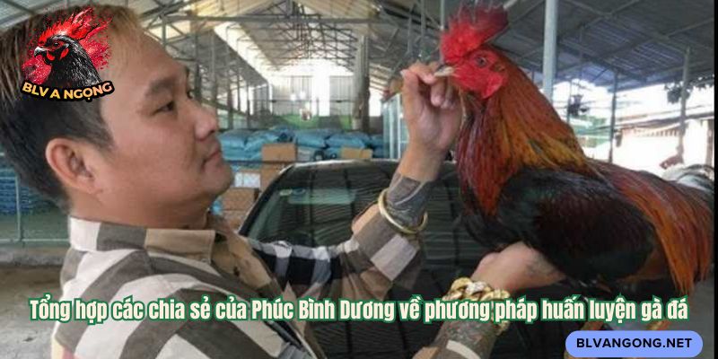 Tổng hợp các chia sẻ của Phúc Bình Dương về phương pháp huấn luyện gà đá