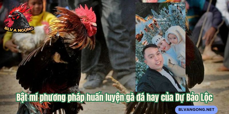 Bật mí phương pháp huấn luyện gà đá hay của Dự Bảo Lộc