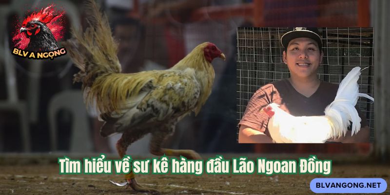 Tìm hiểu về sư kê hàng đầu Lão Ngoan Đồng