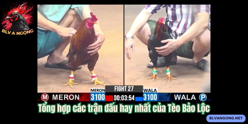 Tổng hợp các trận đấu hay nhất của Tèo Bảo Lộc
