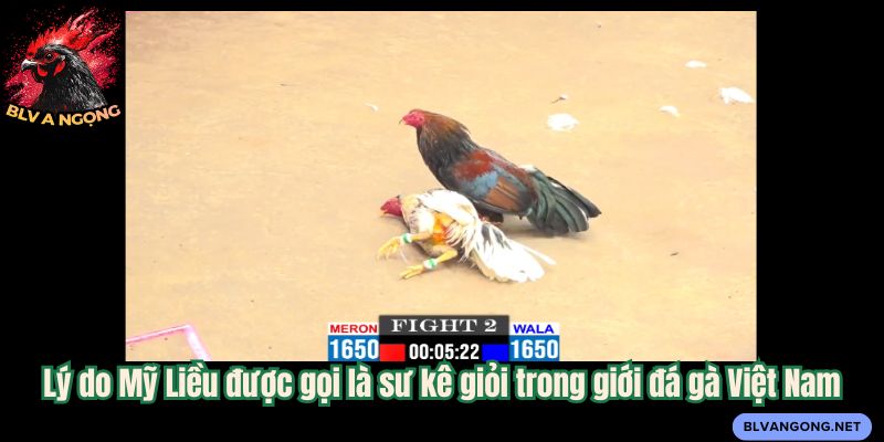 Lý do Mỹ Liều được gọi là sư kê giỏi trong giới đá gà Việt Nam