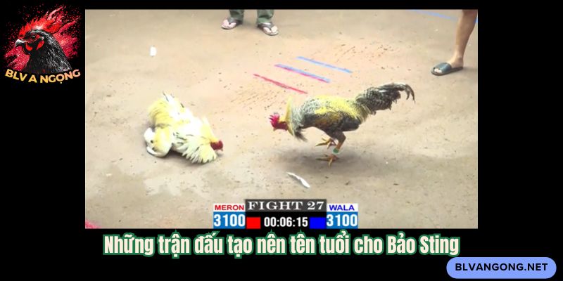 Những trận đấu tạo nên tên tuổi cho Bảo Sting