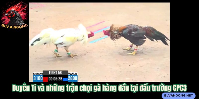 Duyên Ti và những trận chọi gà hàng đầu tại đấu trường CPC3