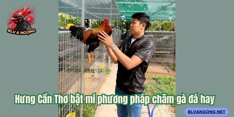 Hưng Cần Thơ bật mí phương pháp chăm gà đá hay