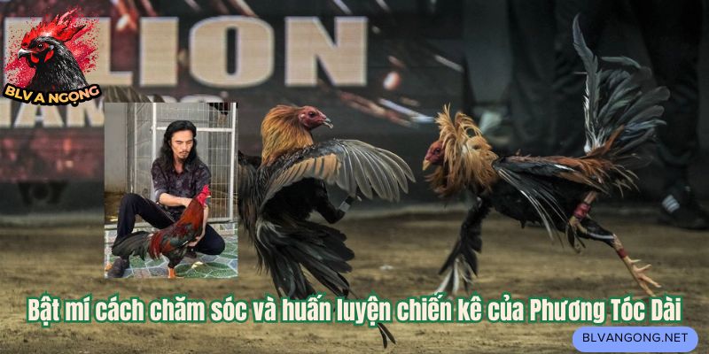 Bật mí cách chăm sóc và huấn luyện chiến kê của Phương Tóc Dài