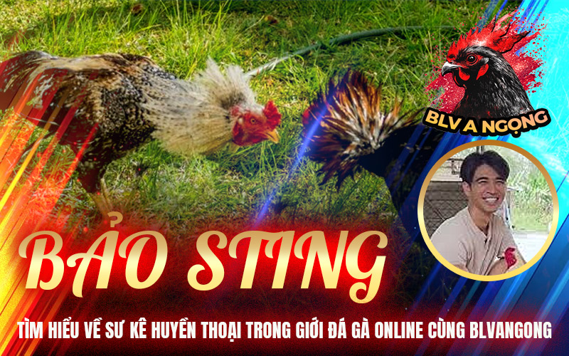 Bảo Sting – Tìm Hiểu Về Sư Kê Huyền Thoại Trong Giới Đá Gà Online Cùng BLVANGONG