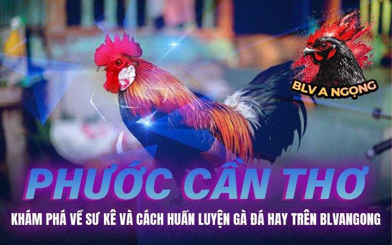 Phước Cần Thơ – Khám Phá Về Sư Kê Và Cách Huấn Luyện Gà Đá Hay Trên BLVANGONG