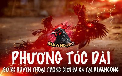 Phương Tóc Dài – Sư Kê Huyền Thoại Trong Giới Đá Gà Tại BLVANGONG