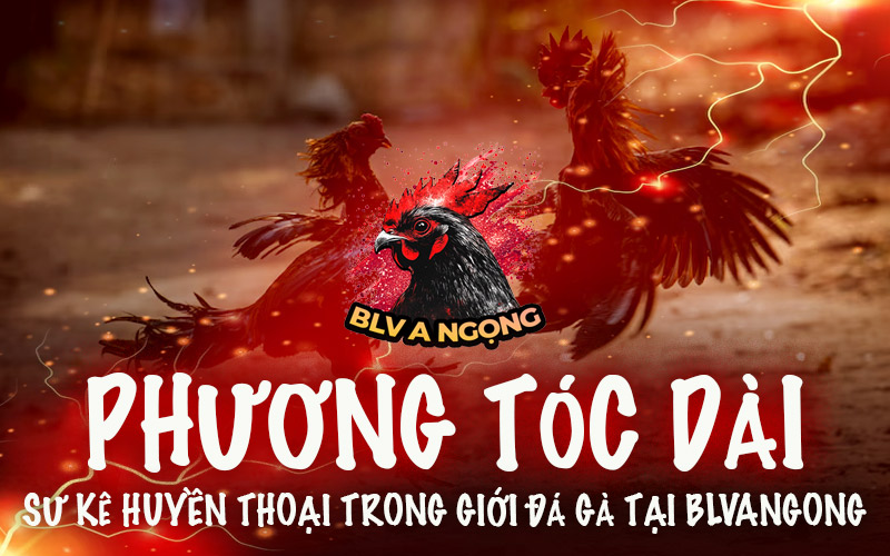 Phương Tóc Dài – Sư Kê Huyền Thoại Trong Giới Đá Gà Tại BLVANGONG