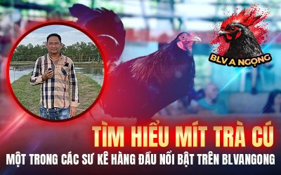 Tìm Hiểu Mít Trà Cú – Một Trong Các Sư Kê Hàng Đầu Nổi Bật Trên BLVANGONG