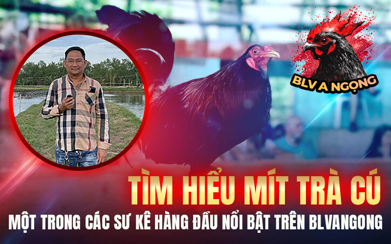 Tìm Hiểu Mít Trà Cú – Một Trong Các Sư Kê Hàng Đầu Nổi Bật Trên BLVANGONG