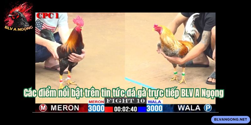 Các điểm nổi bật trên tin tức đá gà trực tiếp BLV A Ngọng