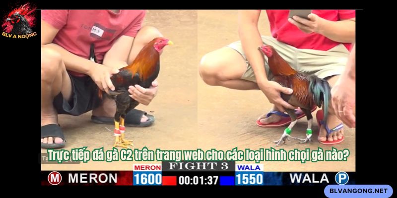 Trực tiếp đá gà C2 trên trang web cho các loại hình chọi gà nào?