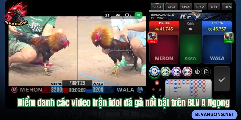 Điểm danh các video trận idol đá gà nổi bật trên BLV A Ngọng