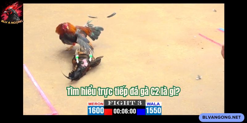 Tìm hiểu trực tiếp đá gà C2 là gì?
