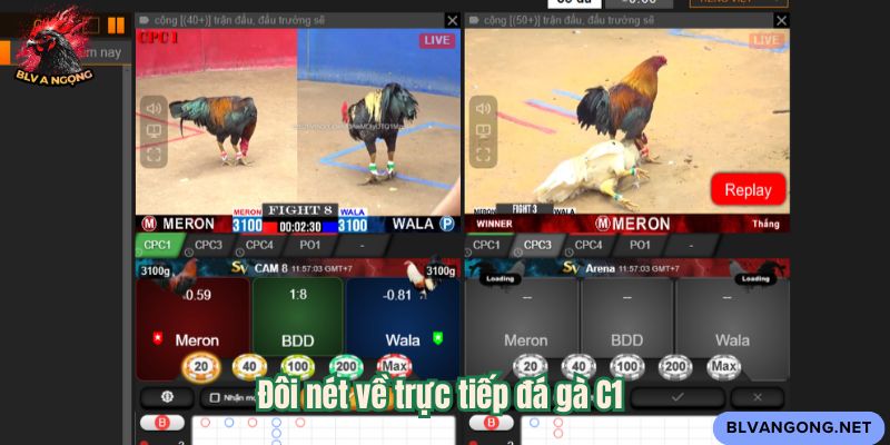 Đôi nét về trực tiếp đá gà C1
