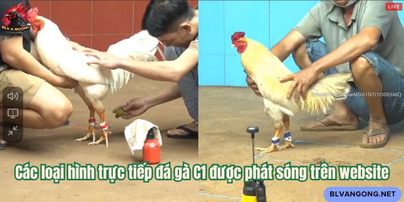 Các loại hình trực tiếp đá gà C1 được phát sóng trên website