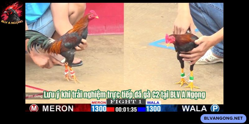 Lưu ý khi trải nghiệm trực tiếp đá gà C2 tại BLV A Ngọng