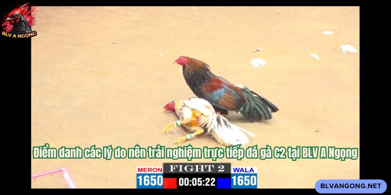 Điểm danh các lý do nên trải nghiệm trực tiếp đá gà C2 tại BLV A Ngọng