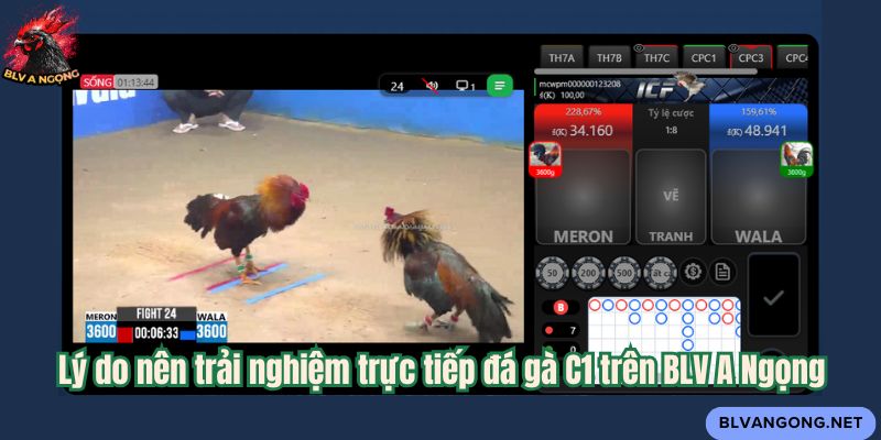Lý do nên trải nghiệm trực tiếp đá gà C1 trên BLV A Ngọng