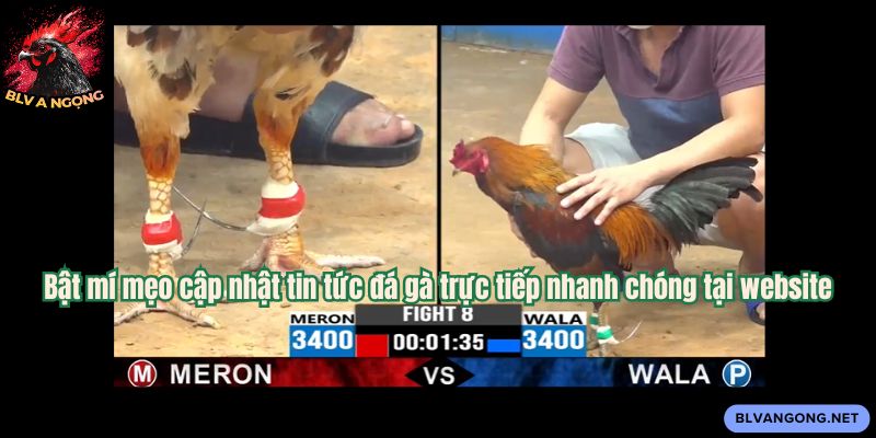 Bật mí mẹo cập nhật tin tức đá gà trực tiếp nhanh chóng tại website