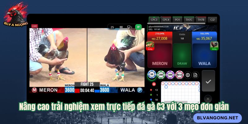 Nâng cao trải nghiệm xem trực tiếp đá gà C3 với 3 mẹo đơn giản