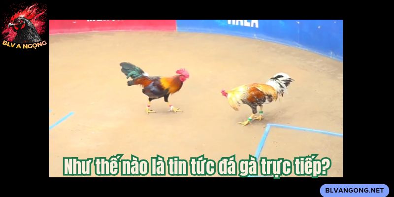 Như thế nào là tin tức đá gà trực tiếp?