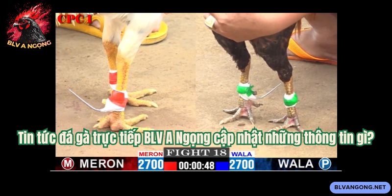 Tin tức đá gà trực tiếp BLV A Ngọng cập nhật những thông tin gì?