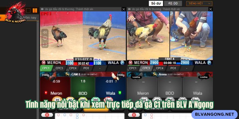 Tính năng nổi bật khi xem trực tiếp đá gà C1 trên BLV A Ngọng
