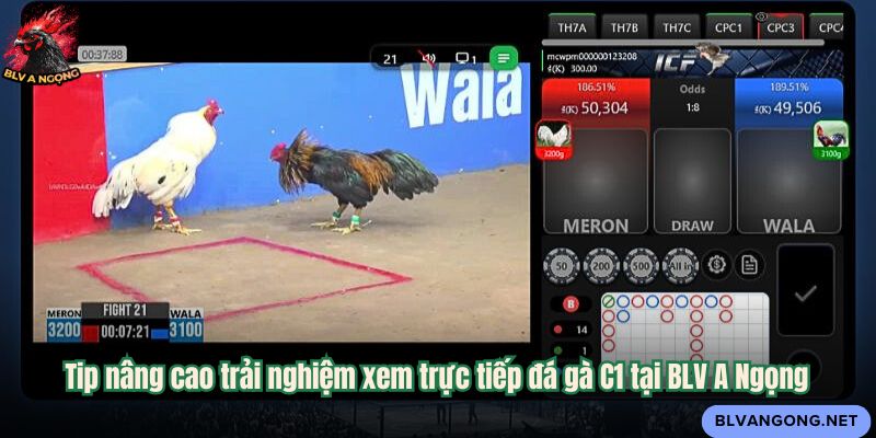 Tip nâng cao trải nghiệm xem trực tiếp đá gà C1 tại BLV A Ngọng