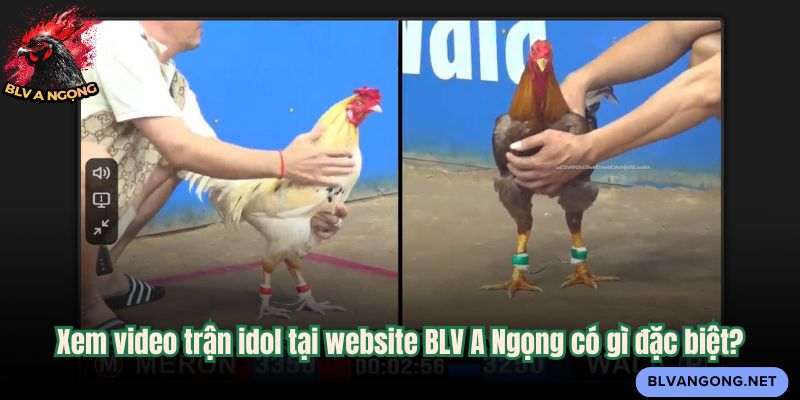 Xem video trận idol tại website BLV A Ngọng có gì đặc biệt?
